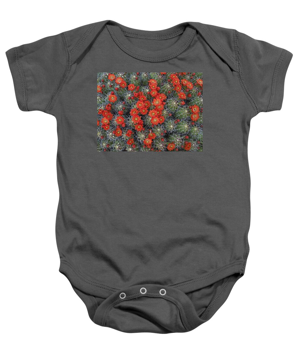 Mp Baby Onesie featuring the photograph Claret Cup Cactus Echinocereus by Tim Fitzharris
