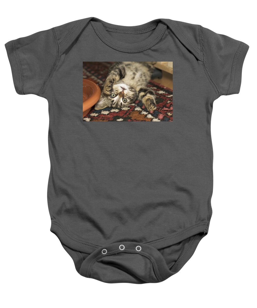 Mp Baby Onesie featuring the photograph Domestic Cat Felis Catus Kitten Playing by Konrad Wothe