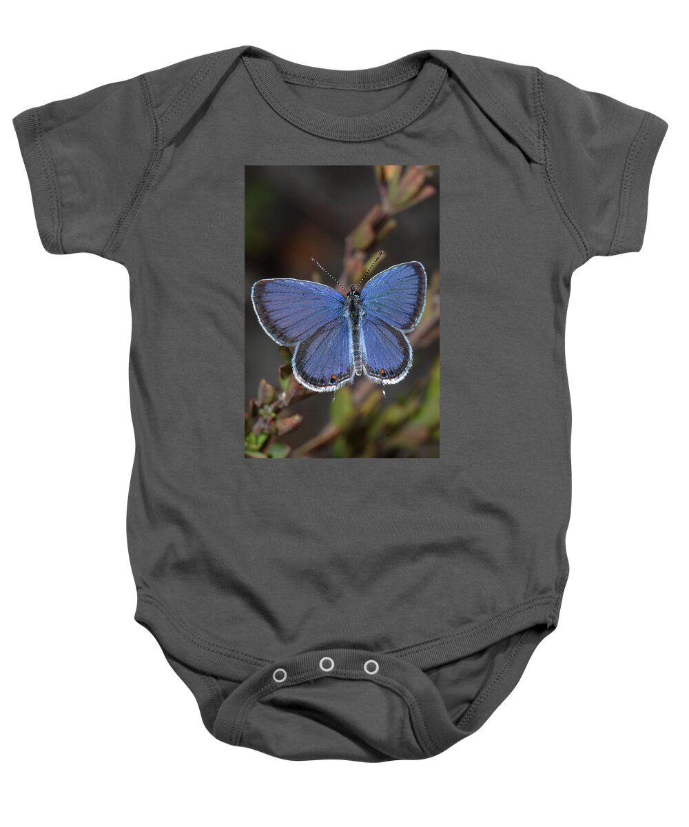 Eastern Tailed Blue Baby Onesie featuring the photograph Eastern Tailed Blue Butterfly by Daniel Reed