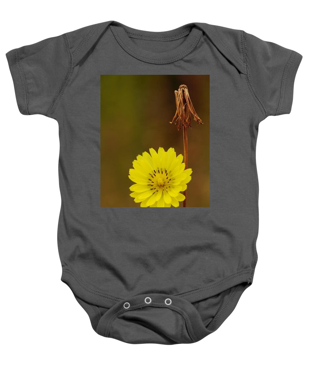Pyrrhopappus Carolinianus Baby Onesie featuring the photograph False Dandelion Flower With Wilted Fruit by Daniel Reed