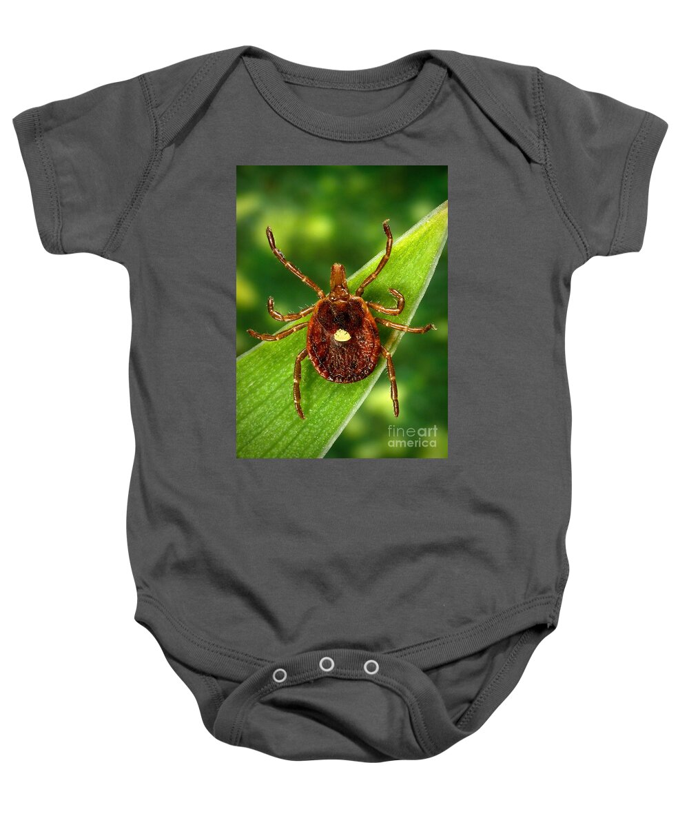 Female Tick Baby Onesie featuring the photograph Female Lone Star Tick by Science Source