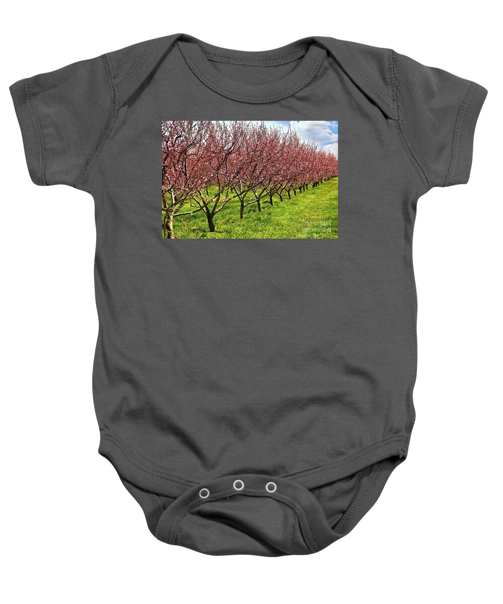 Orchard Baby Onesie featuring the photograph Fruit orchard by Elena Elisseeva