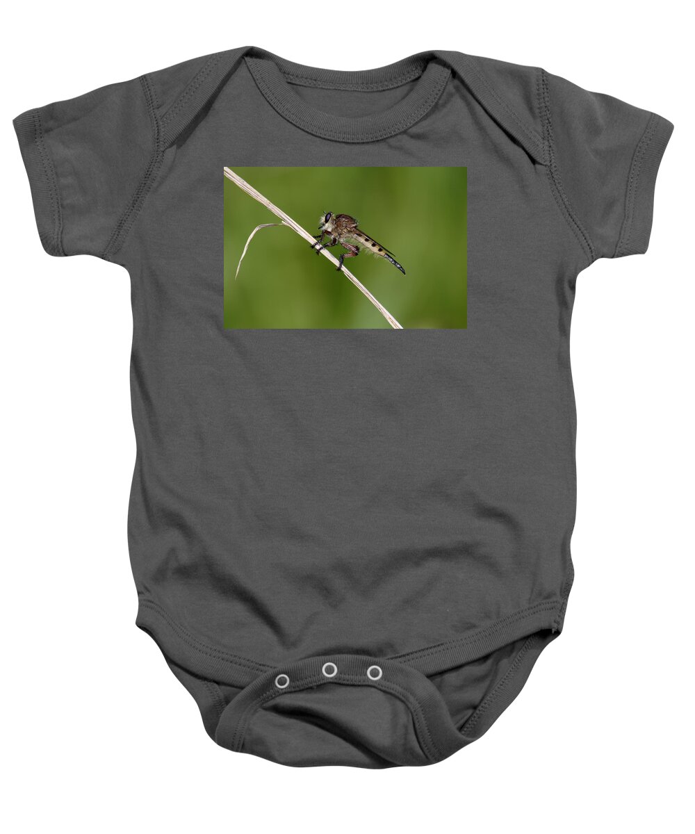 Nature Baby Onesie featuring the photograph Giant Robber Fly - Promachus hinei by Daniel Reed