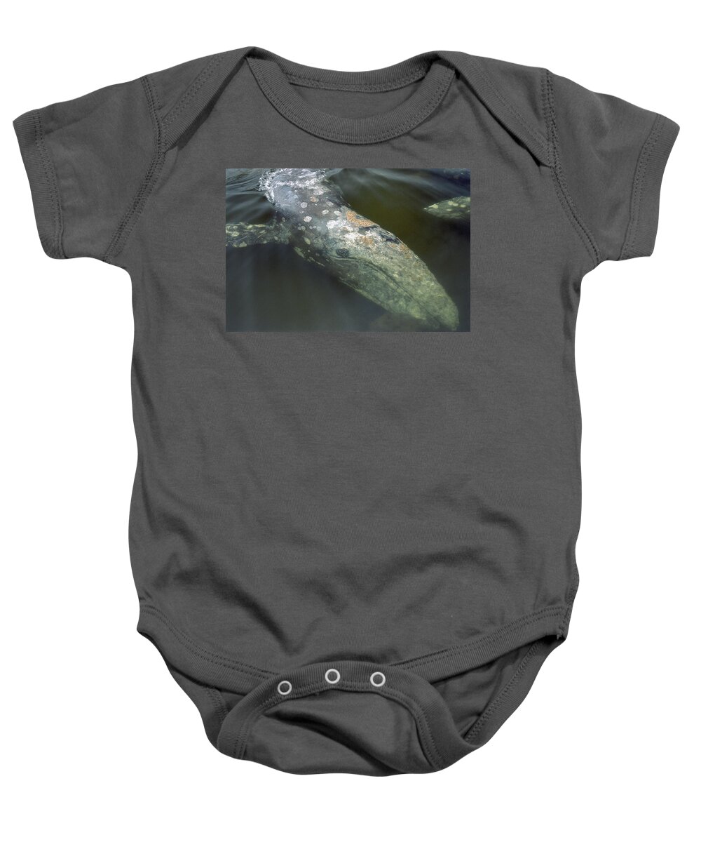 00117017 Baby Onesie featuring the photograph Gray Whale Filter Feeding Clayoquot by Flip Nicklin