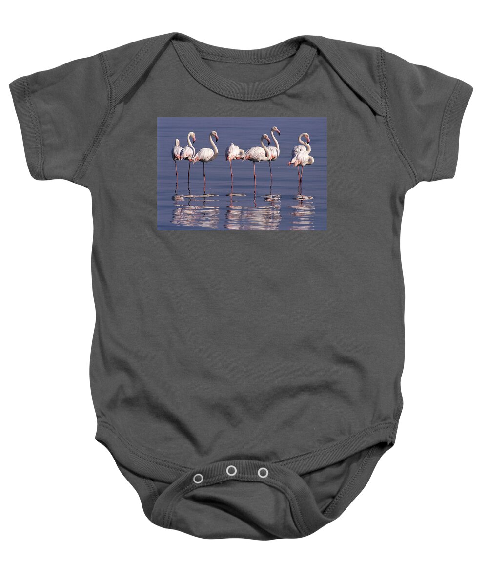 00511137 Baby Onesie featuring the photograph Greater Flamingo Phoenicopterus Ruber by Michael and Patricia Fogden