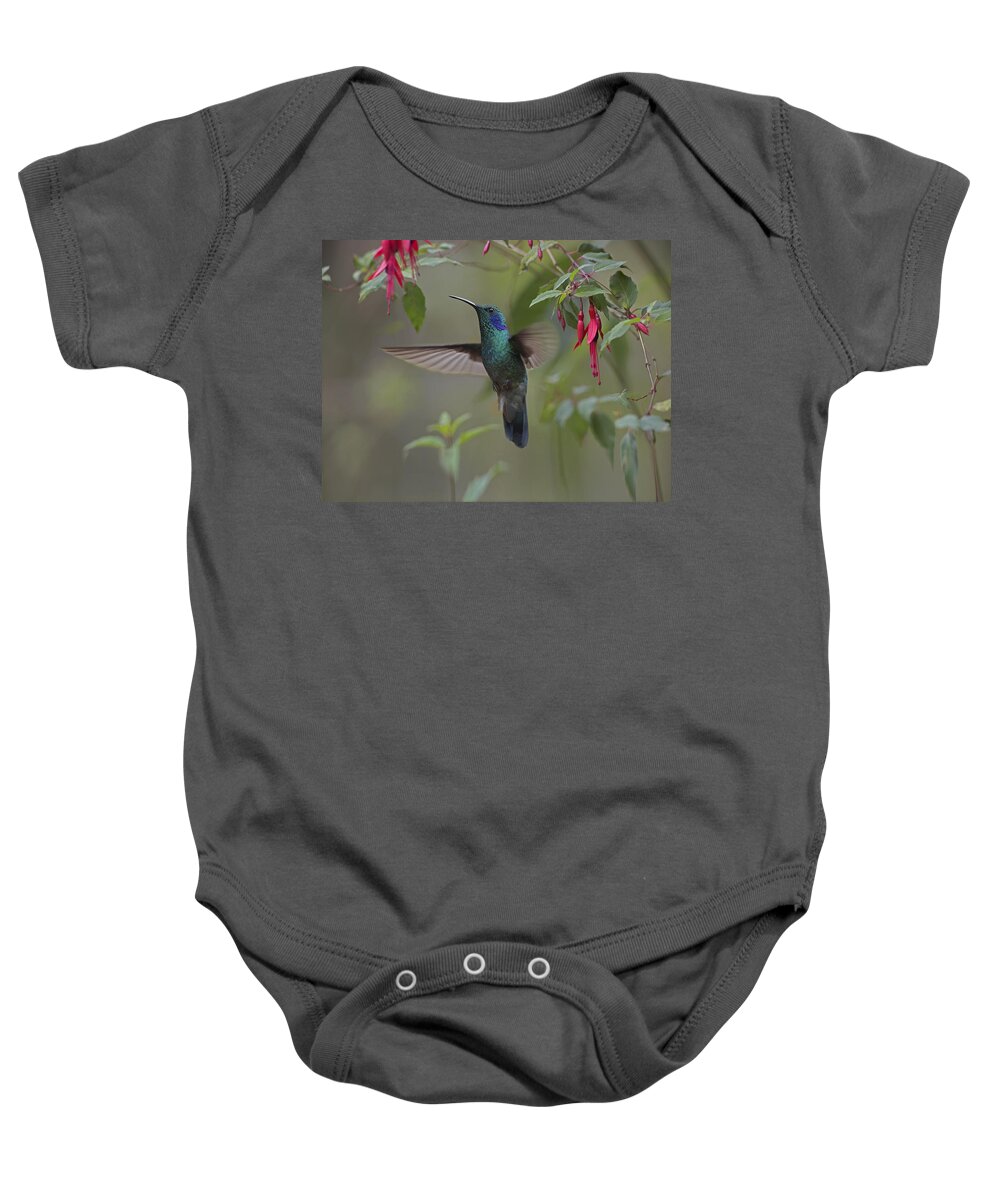 00176961 Baby Onesie featuring the photograph Green Violet Ear Hummingbird Foraging by Tim Fitzharris