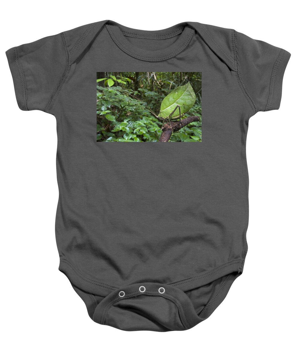 00298526 Baby Onesie featuring the photograph Katydid Mimicking Green Leaf Guyana by Piotr Naskrecki