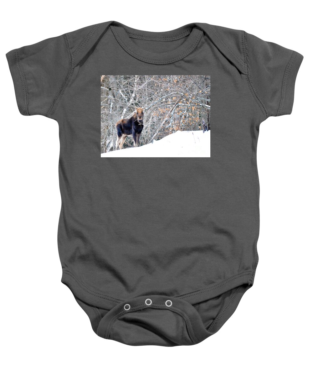 Moose Baby Onesie featuring the photograph Munching by Cheryl Baxter
