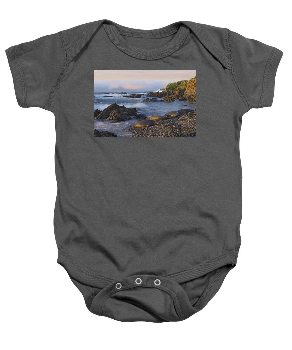00175284 Baby Onesie featuring the photograph Northern Elephant Seal Group Resting by Tim Fitzharris
