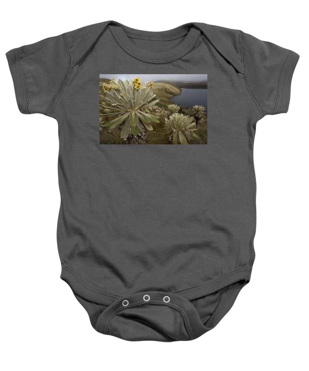Mp Baby Onesie featuring the photograph Paramo Flower Espeletia Pycnophylla by Pete Oxford