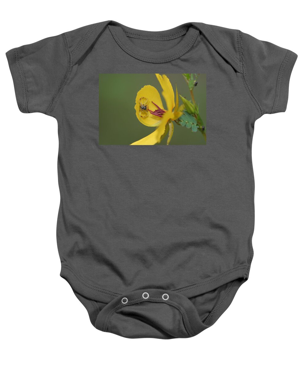 Partridge Pea Baby Onesie featuring the photograph Partridge Pea And Matching Crab Spider With Prey by Daniel Reed