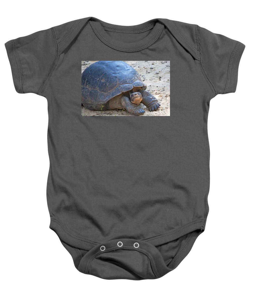 Wildlife Baby Onesie featuring the photograph Posing Tortoise by Kenneth Albin