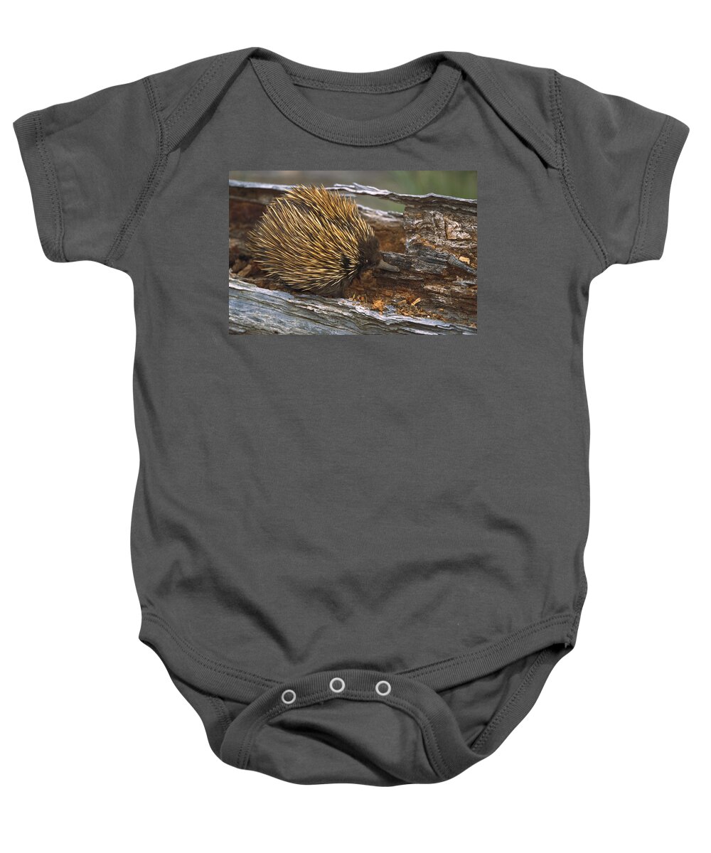 Mp Baby Onesie featuring the photograph Short-beaked Echidna Tachyglossus by Konrad Wothe