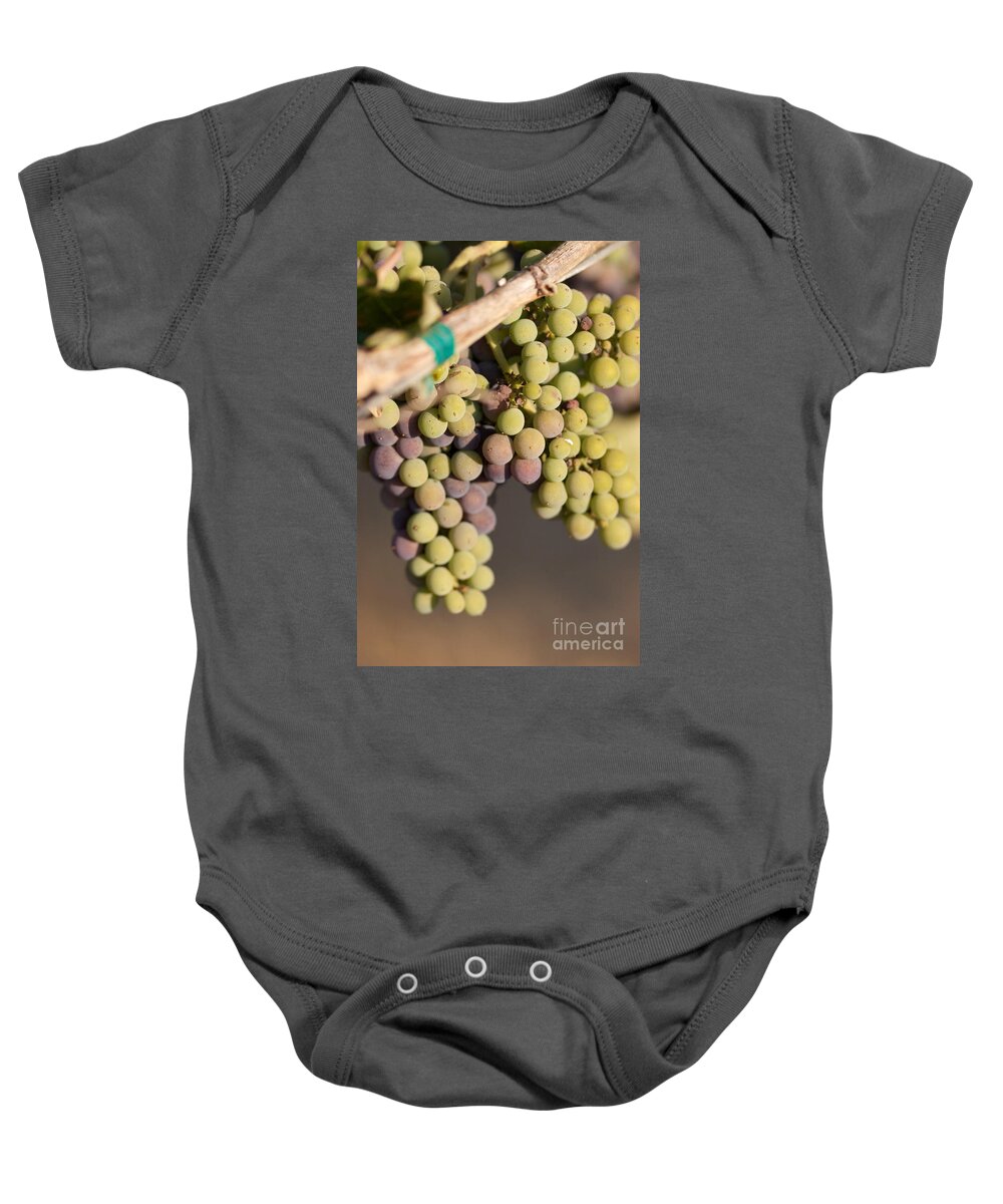 Wine Grapes Baby Onesie featuring the photograph Turning to Cab by Brooke Roby