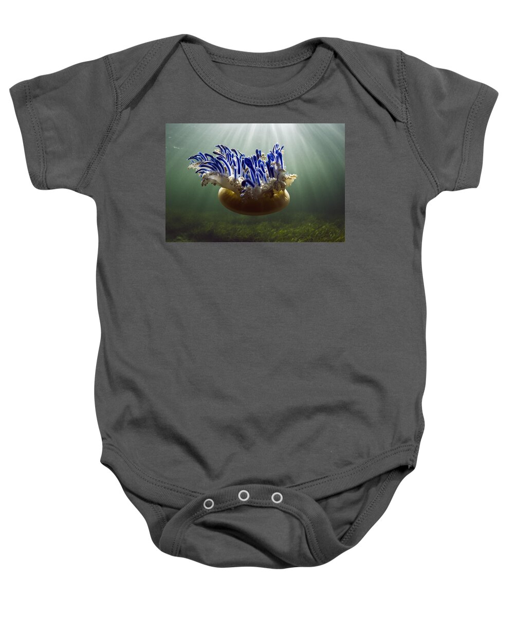 Mp Baby Onesie featuring the photograph Upside-down Jellyfish Cassiopea Sp by Pete Oxford