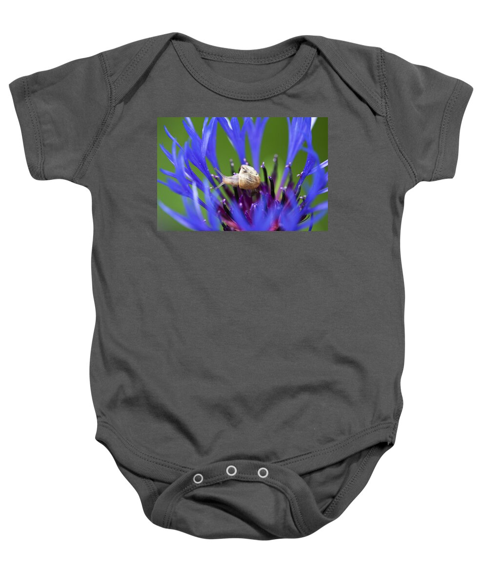 Mp Baby Onesie featuring the photograph White-lipped Grove Snail Cepaea by Konrad Wothe