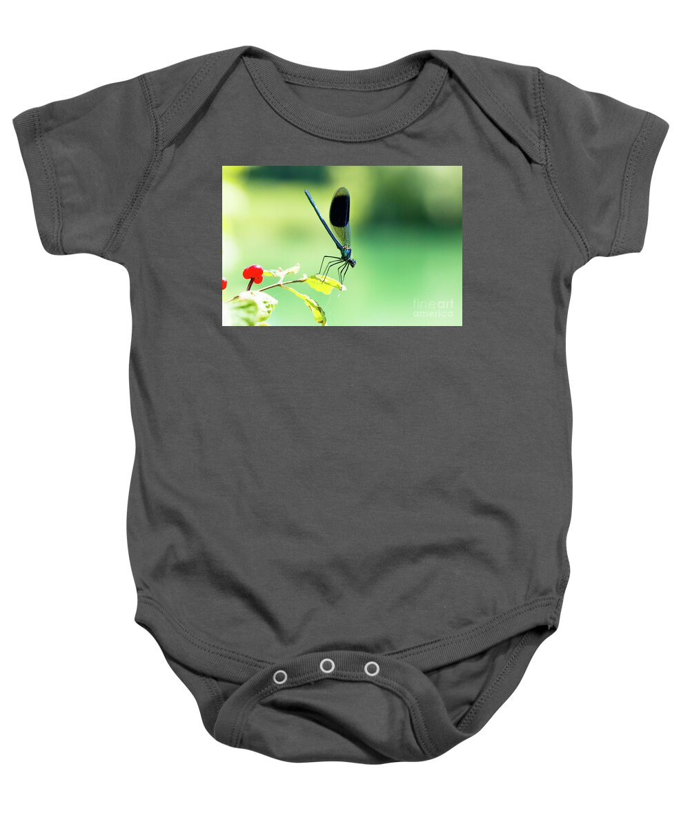 Countryside Baby Onesie featuring the photograph Broad-winged Damselfly, Dragonfly by Amanda Mohler