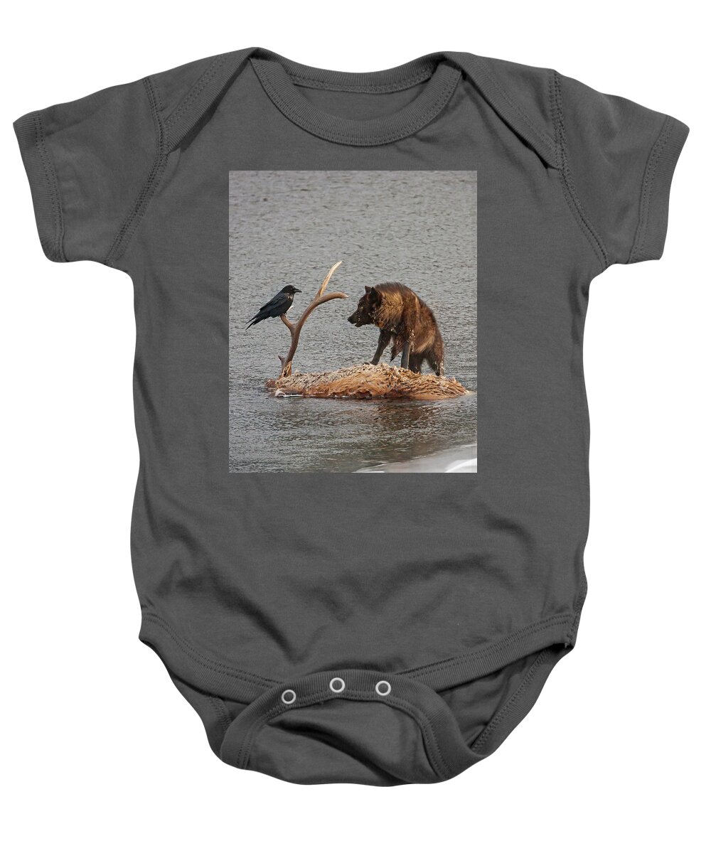 Mark Miller Photos Baby Onesie featuring the photograph Face to Face Wolf and Raven #1 by Mark Miller