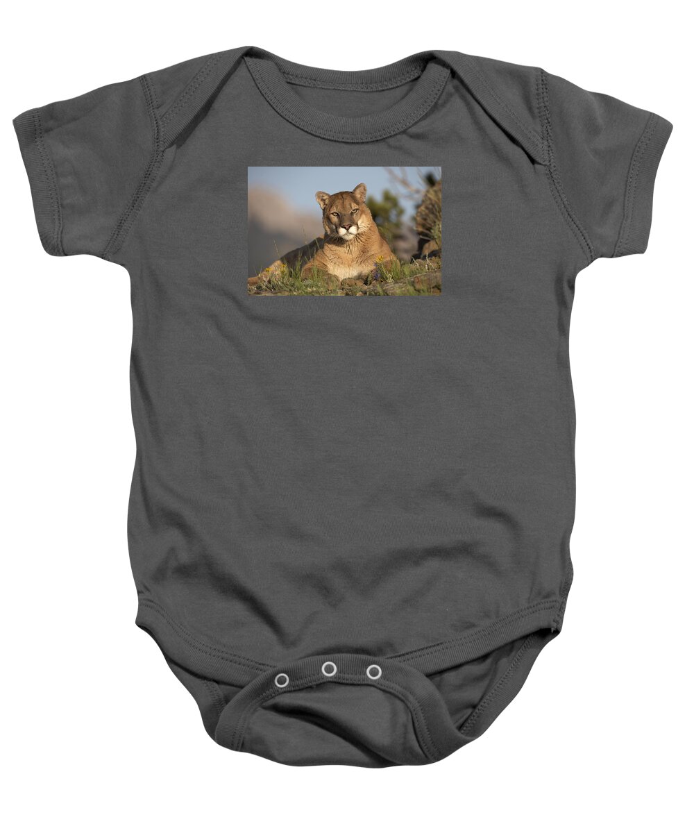 00176554 Baby Onesie featuring the photograph Mountain Lion Portrait North America #3 by Tim Fitzharris