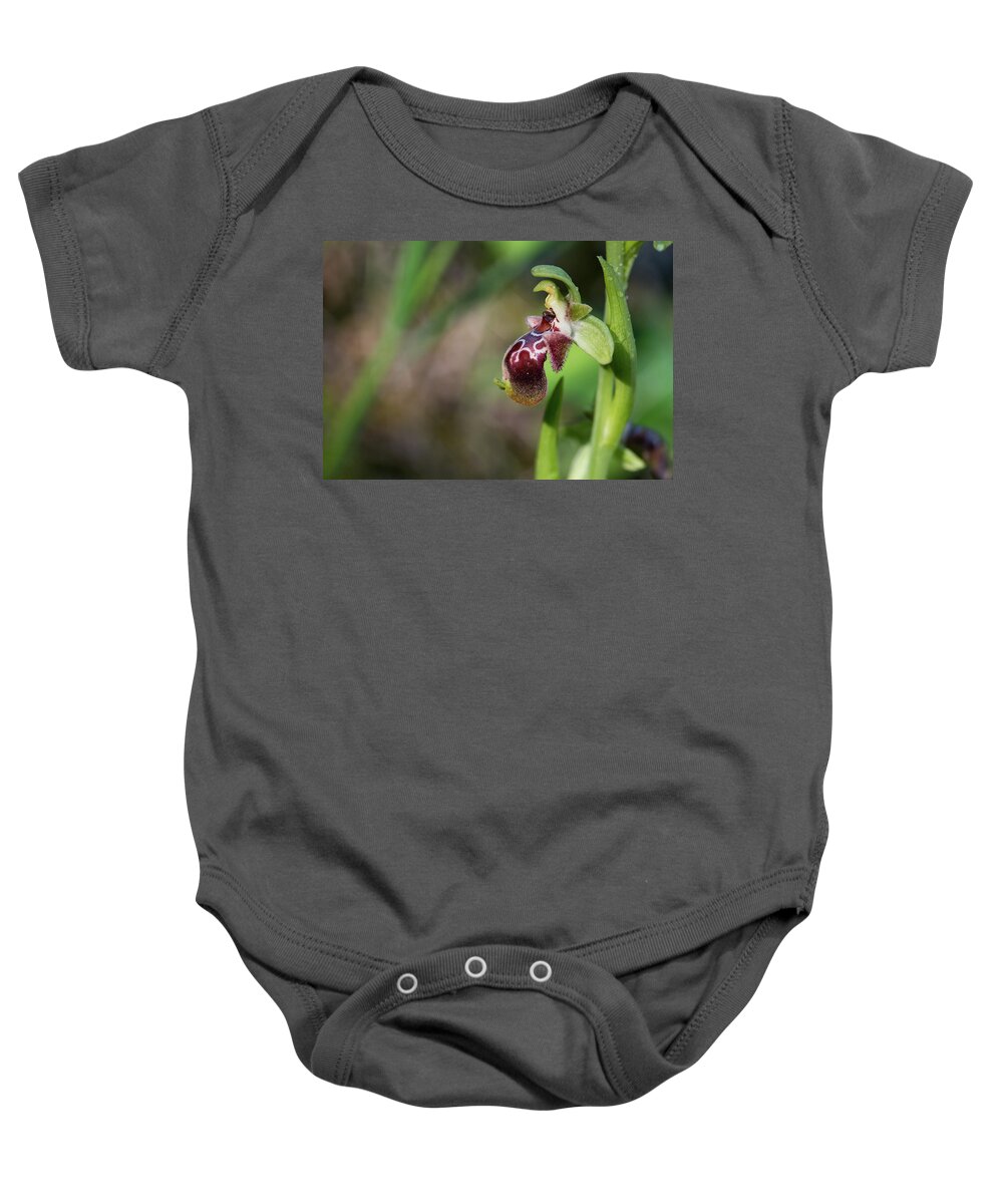 Orchid Flower Baby Onesie featuring the photograph Ophrys kotschyi wild orchid flower #1 by Michalakis Ppalis