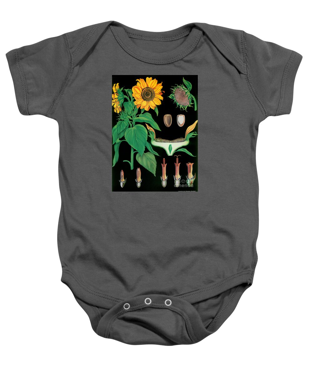 Vintage Botanical Baby Onesie featuring the painting Vintage Botanical #1 by Mindy Sommers
