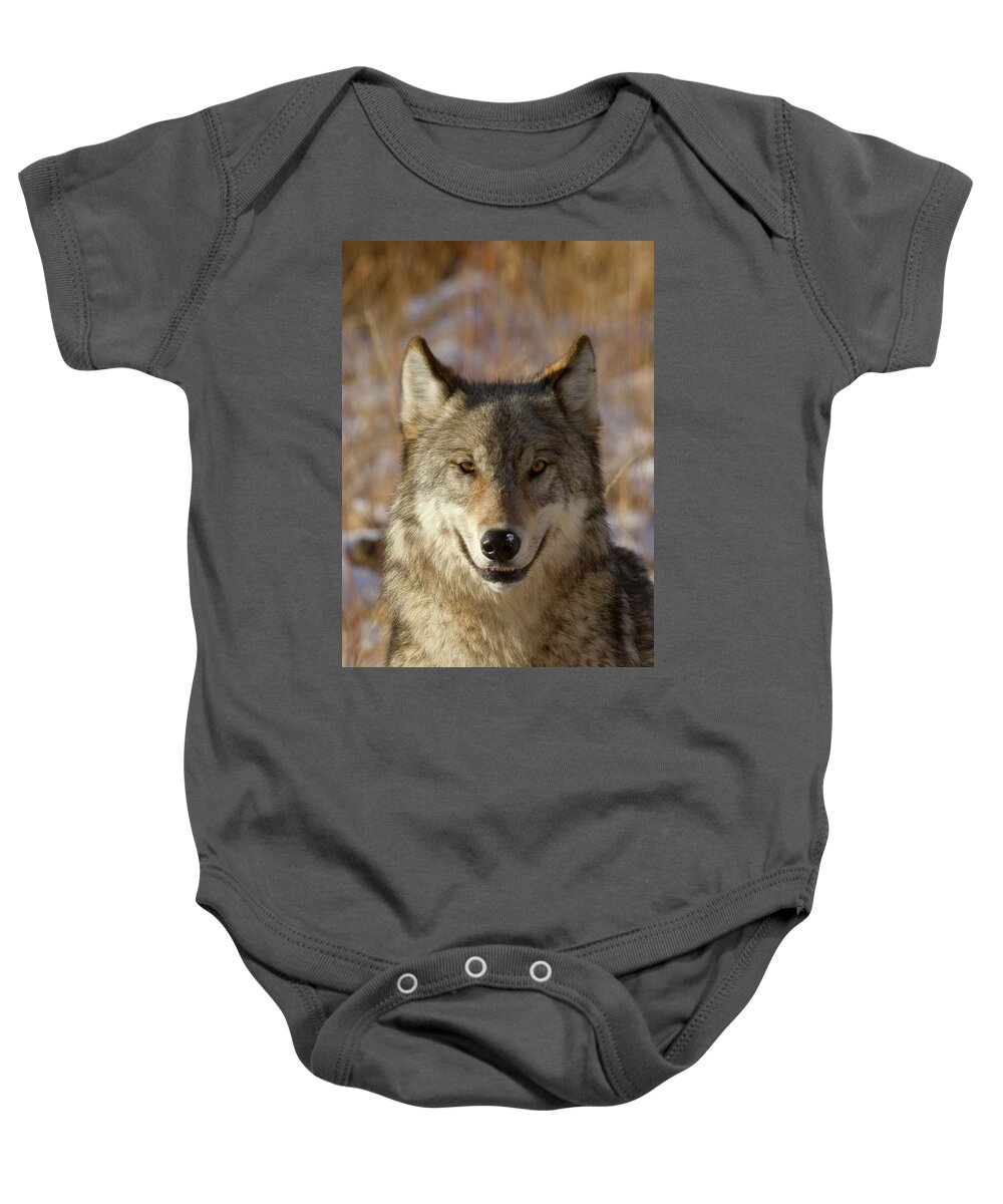 Wolf Baby Onesie featuring the photograph Wild Wolf Portrait by Mark Miller