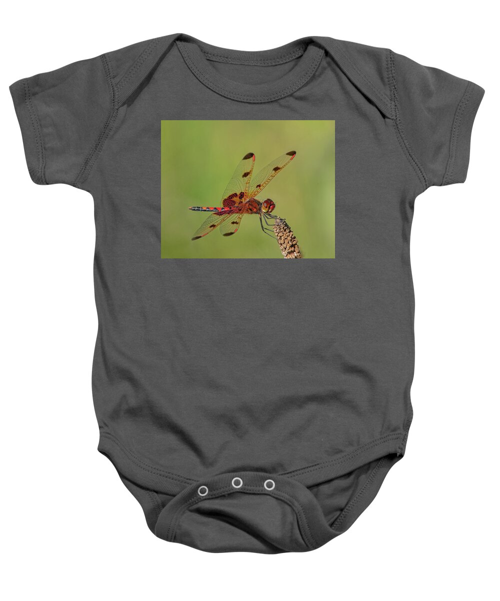 Celithemis Elisa Baby Onesie featuring the photograph Calico Pennant #2 by Jim Zablotny