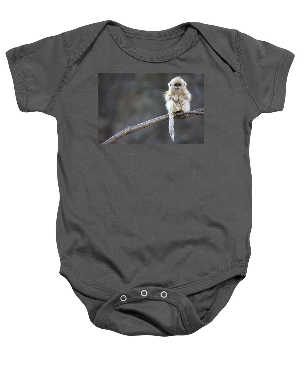 #faatoppicks Baby Onesie featuring the photograph Golden Snub-nosed Monkey by Cyril Ruoso