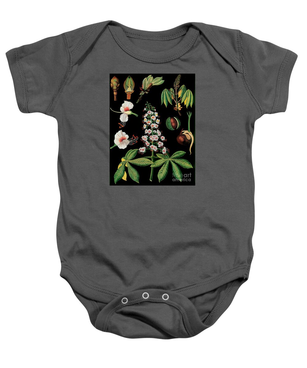 Vintage Botanical Art Baby Onesie featuring the painting Vintage Botanical #2 by Mindy Sommers