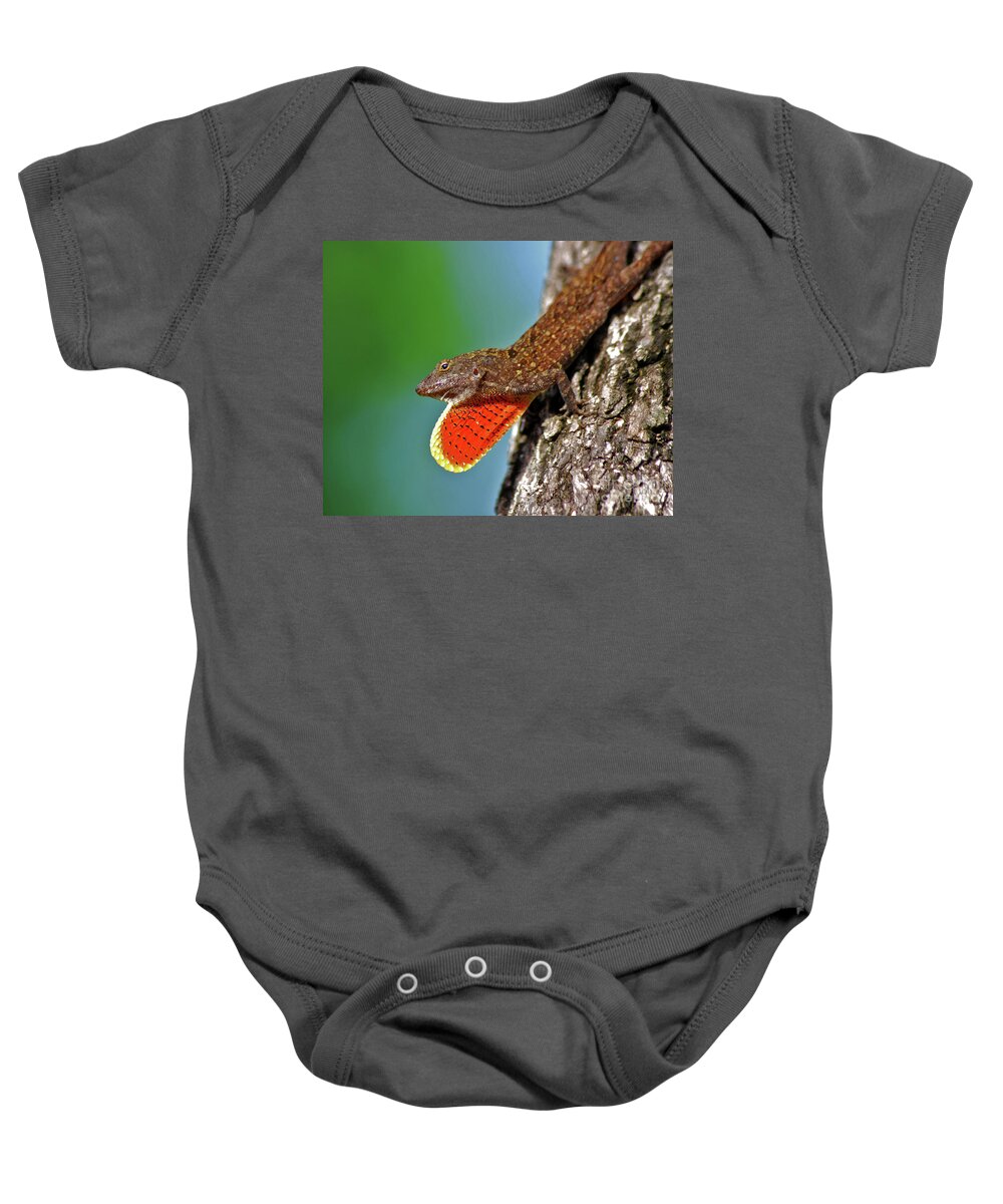 Brown Anole Baby Onesie featuring the photograph 22- Brown Anole by Joseph Keane