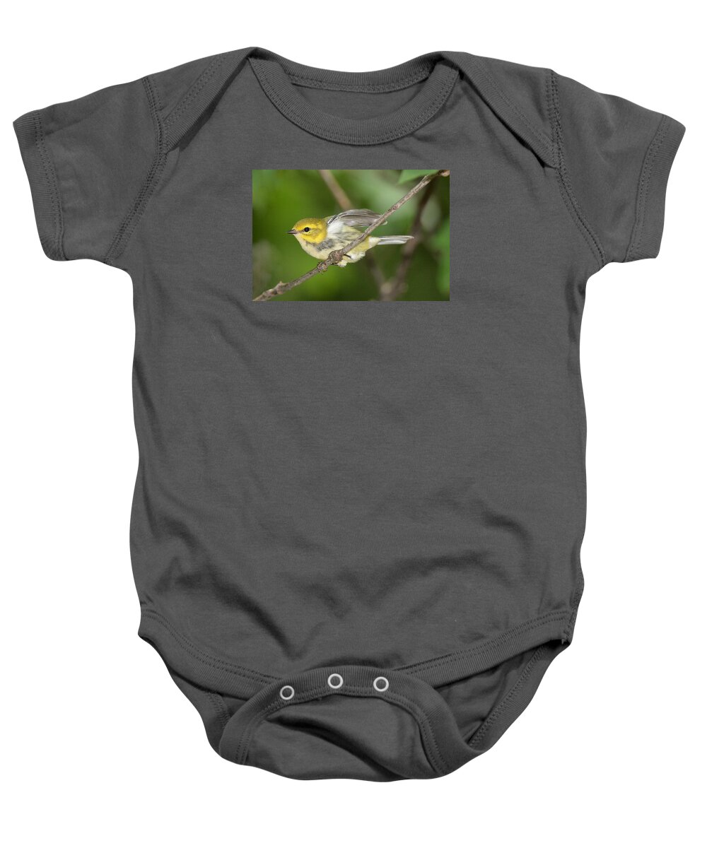 Bird Baby Onesie featuring the photograph Black-throated Green Warbler #4 by Alan Lenk