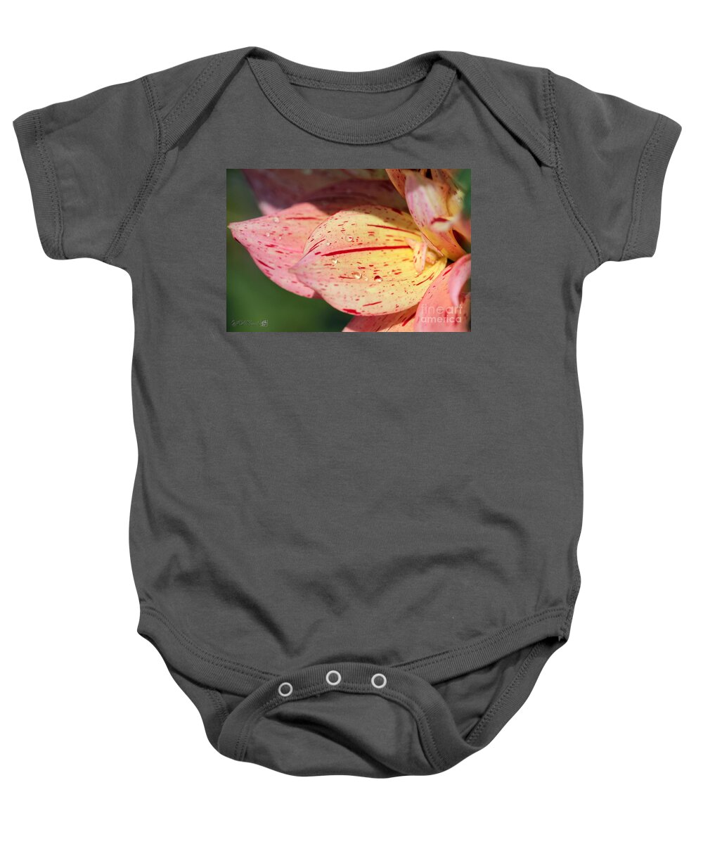 Mccombie Baby Onesie featuring the photograph Dahlia named Nonette #5 by J McCombie