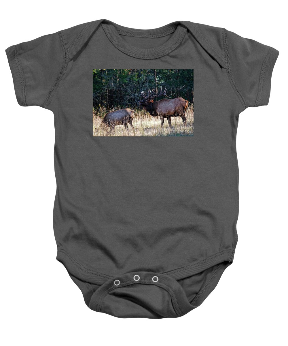 Elk Baby Onesie featuring the photograph A Bugling Bull Elk by Paul Mashburn