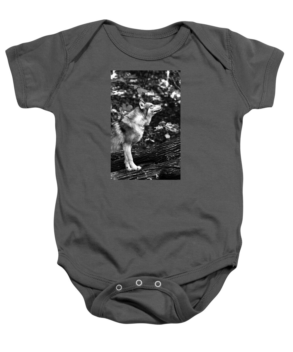 Aero Wolf Baby Onesie featuring the photograph Aero Wolf in Black and White by Tracy Winter