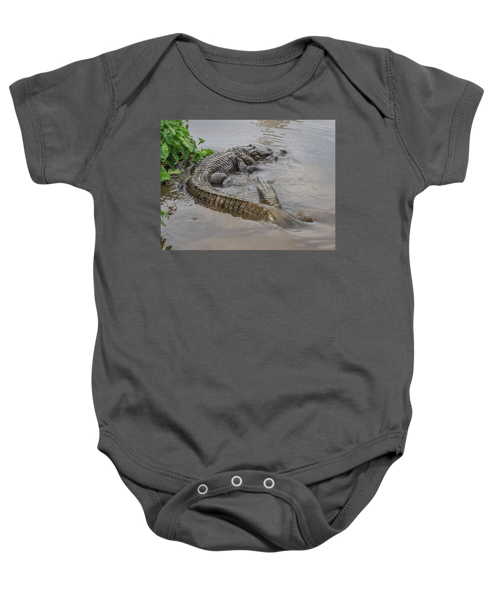 Alligator Baby Onesie featuring the photograph Alligators Courting by Steve Zimic