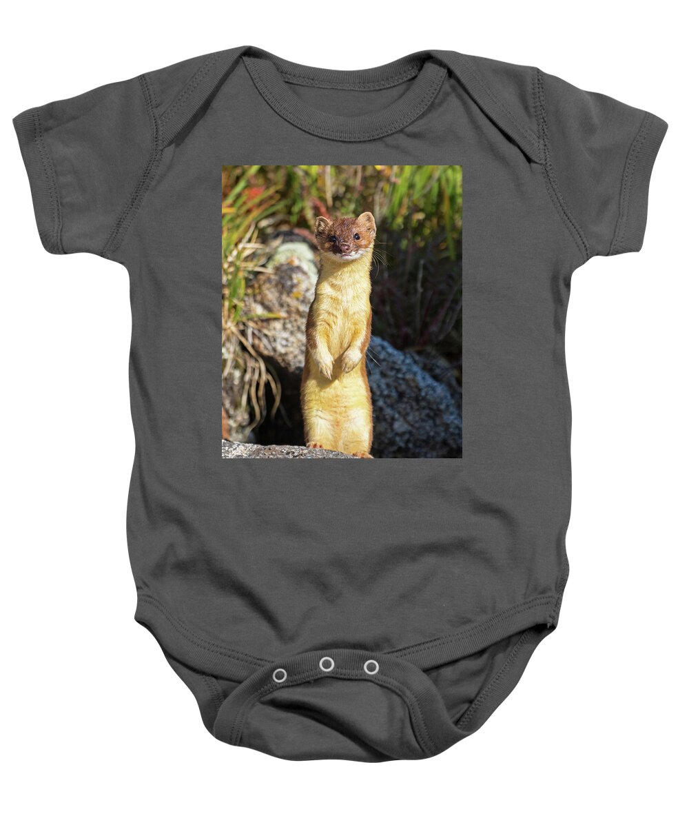 Long-tailed Weasel Baby Onesie featuring the photograph Alpine Tundra Weasel #3 by Mindy Musick King
