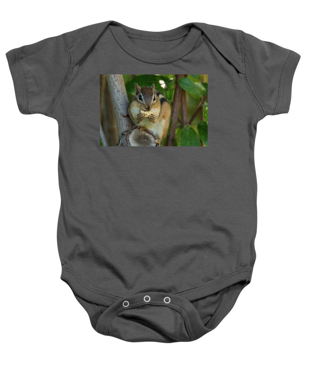 Alvin Chipmunk Nature Wildlife Wild Life Wilderness Outside Outdoors Natural Eating Snack Tree Ma Mass Massachusetts Brian Hale Brianhalephoto Baby Onesie featuring the photograph Alvin Eating 2 by Brian Hale
