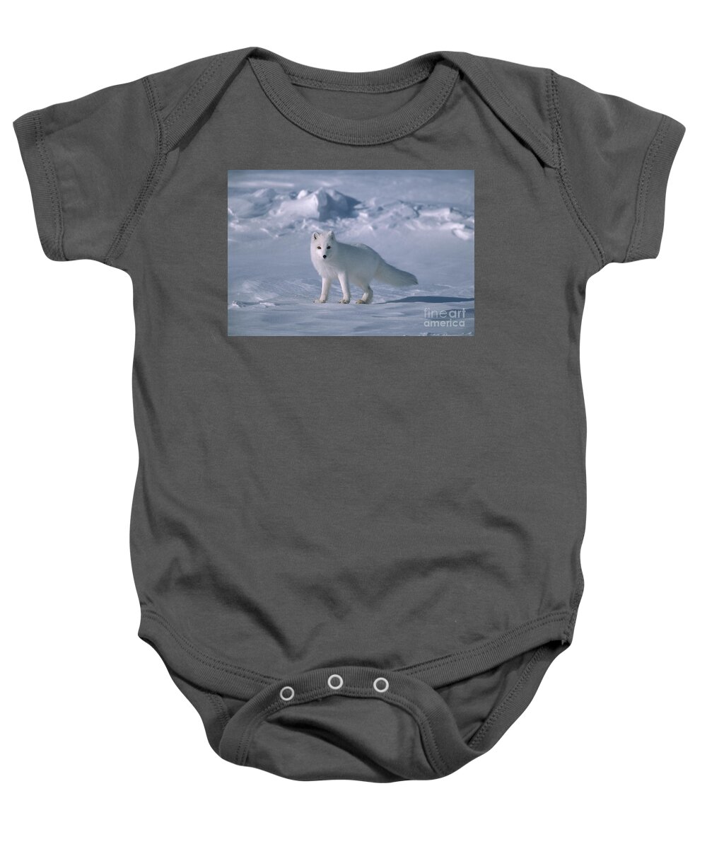00342970 Baby Onesie featuring the photograph Arctic Fox on the North Slope by Yva Momatiuk John Eastcott