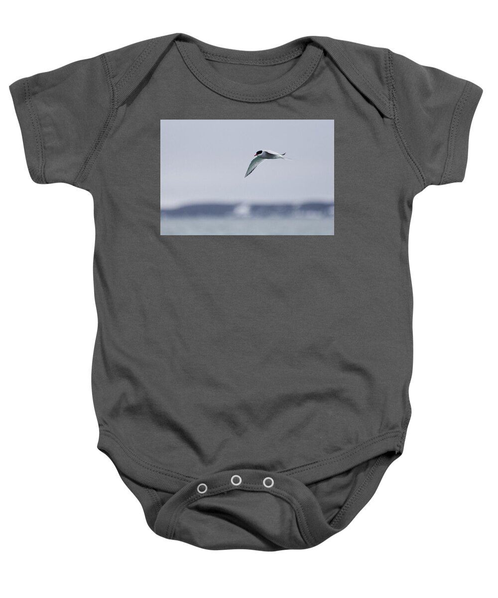 Arctic Baby Onesie featuring the photograph Arctic Tern by Lauri Novak