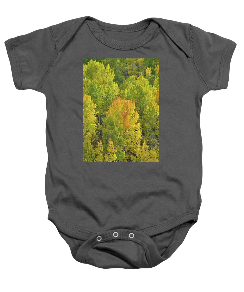 Colorado Baby Onesie featuring the photograph Aspens Glowing in Evening Sunlight by Ray Mathis