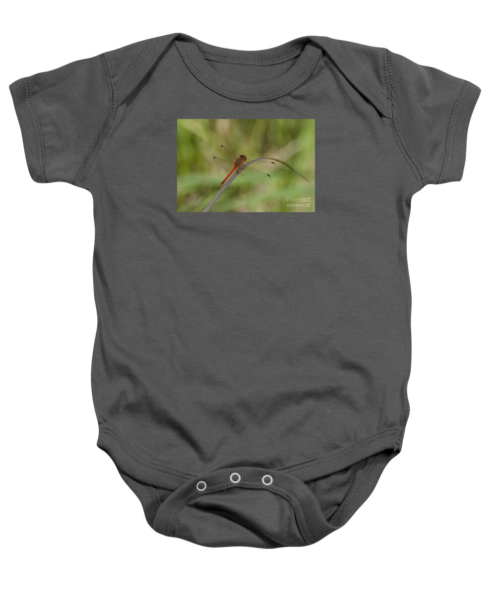 Autumn Meadowhawk Baby Onesie featuring the photograph Autumn Meadowhawk by Randy Bodkins