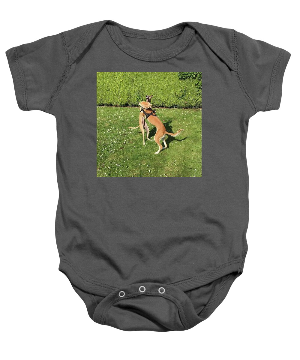 Persiangreyhound Baby Onesie featuring the photograph Ava The Saluki And Finly The Lurcher by John Edwards