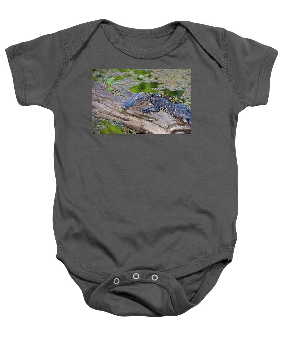 Alligator Baby Onesie featuring the photograph Baby Alligator Resting on a Log by Artful Imagery