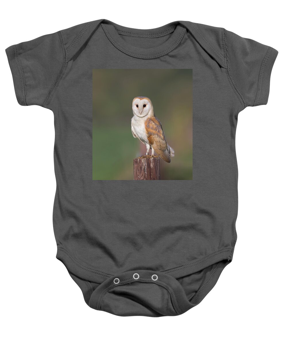 Barn Baby Onesie featuring the photograph Barn Owl Perched by Pete Walkden