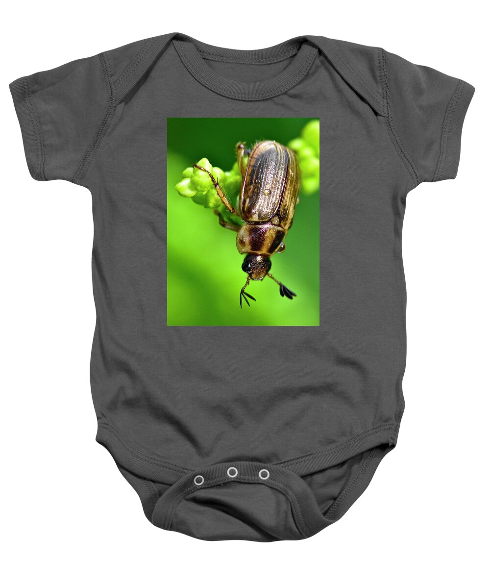 Wall Art Baby Onesie featuring the photograph Beetle by Jeffrey PERKINS