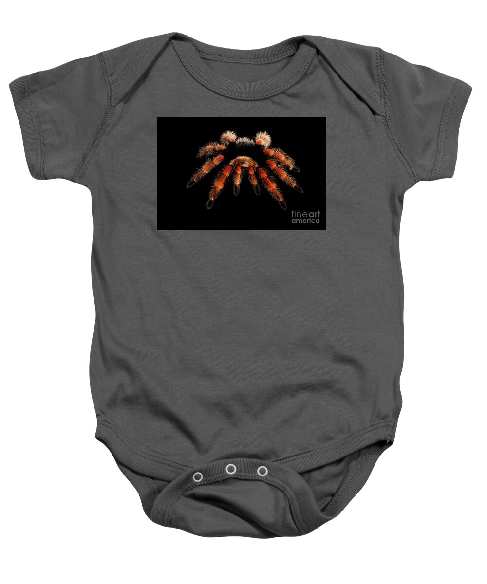 Spider Baby Onesie featuring the photograph Big hairy Tarantula Theraphosidae by Sergey Taran