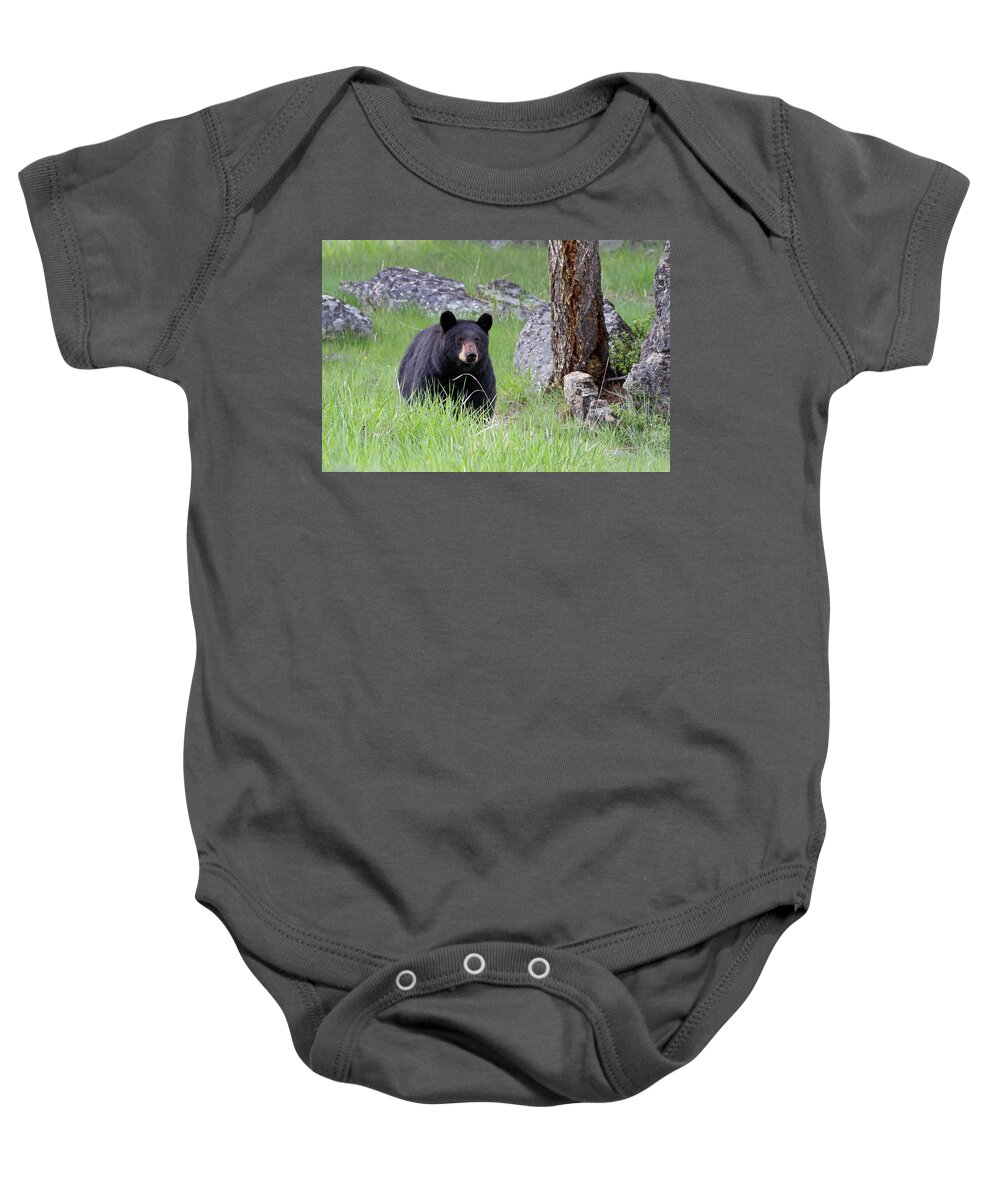 Mark Miller Photos Baby Onesie featuring the photograph Black Bear in green grassy Meadow at attention looking forward by Mark Miller