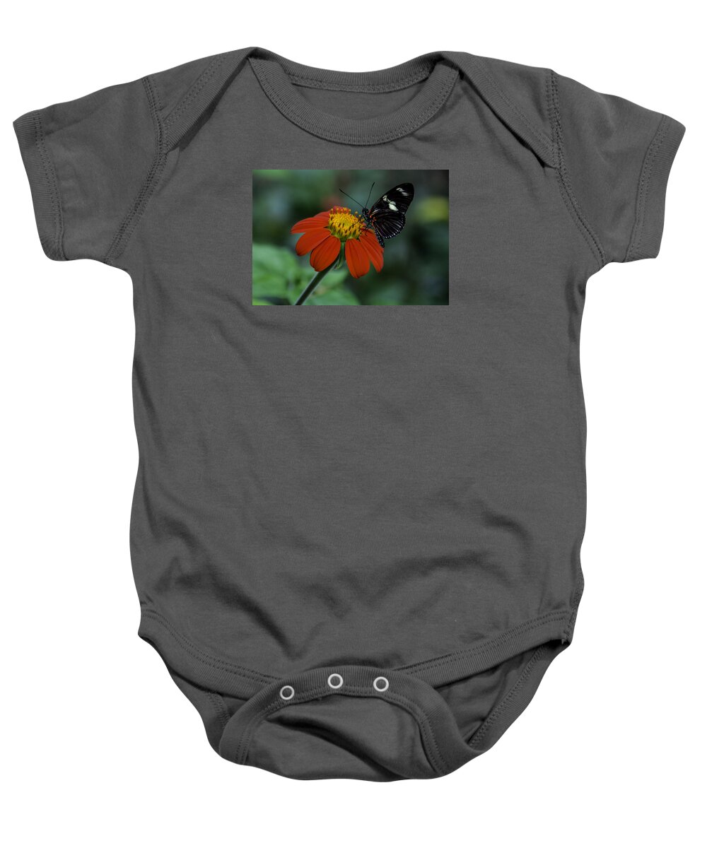 Black Baby Onesie featuring the photograph Black Butterfly on Orange Flower by WAZgriffin Digital