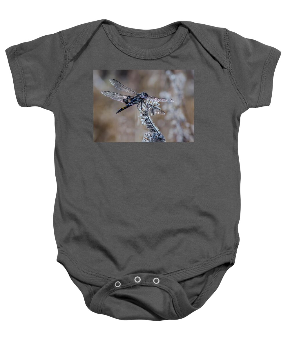 Macro Baby Onesie featuring the photograph Black Dragonfly 2 by Rick Mosher