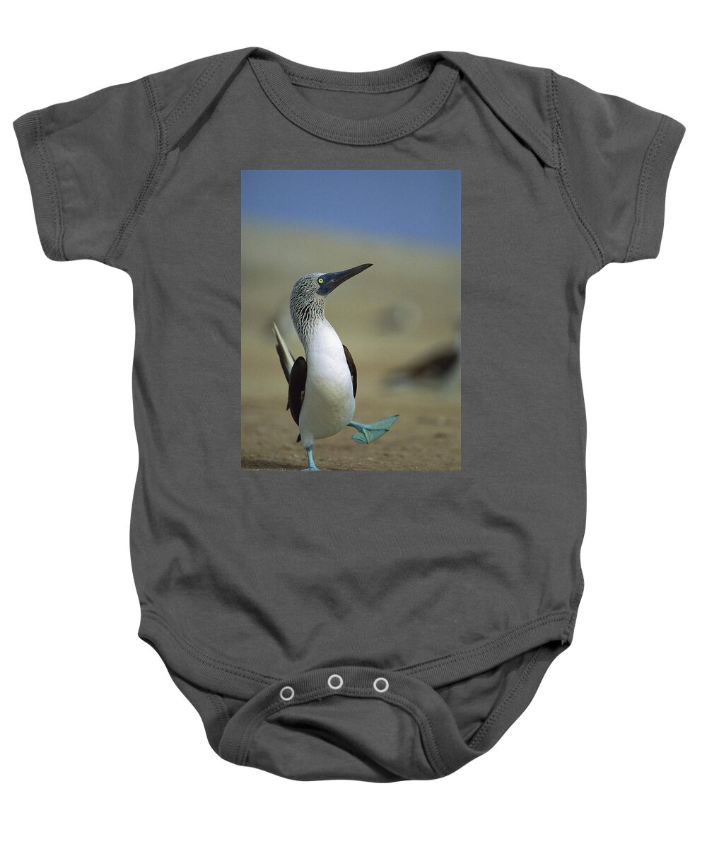 00140218 Baby Onesie featuring the photograph Blue-footed Booby Sula Nebouxii by Tui De Roy